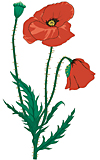 mohn